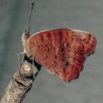 Close-up of a butterfly with vibrant wings perched on a branch in São Paulo, Brazil.